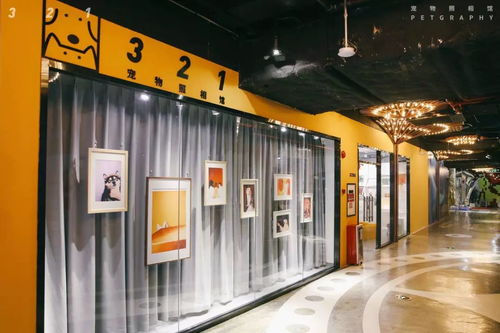 疫情中，一個寵物照相館老板的心路歷程